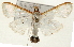  ( - Pyr001263)  @11 [ ] Copyright (2010) Unspecified Northwest Agriculture and Forest University