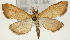  ( - Pyr001321)  @14 [ ] Copyright (2010) Unspecified Northwest Agriculture and Forest University
