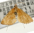  (Anania nr. fuscobrunnealis - Pyr001326)  @12 [ ] Copyright (2010) Unspecified Northwest Agriculture and Forest University