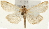  (Anania albeoverbascalis - Pyr001334)  @14 [ ] Copyright (2010) Unspecified Northwest Agriculture and Forest University