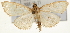  (Anania vicinalis - Pyr001335)  @13 [ ] Copyright (2010) Unspecified Northwest Agriculture and Forest University