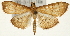  (Anania egentalis - Pyr001347)  @14 [ ] Copyright (2010) Unspecified Northwest Agriculture and Forest University