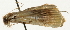  (Nevrina sp. 1CNPYD - Pyr001374)  @13 [ ] Copyright (2010) Unspecified Northwest Agriculture and Forest University
