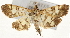  (Pardomima sp. 1 ZY - Pyr001411)  @14 [ ] Copyright (2010) Unspecified Northwest Agriculture and Forest University
