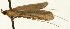  (Mabra nr. charonialis - Pyr001434)  @13 [ ] Copyright (2010) Unspecified Northwest Agriculture and Forest University
