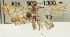  (Mabra sp. 1CNPYD - Pyr001437)  @11 [ ] Copyright (2010) Unspecified Northwest Agriculture and Forest University