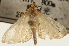  ( - Pyr001440)  @11 [ ] Copyright (2010) Unspecified Northwest Agriculture and Forest University