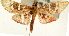  (Ischnurges sp. 1 ZY - Pyr001476)  @11 [ ] Copyright (2010) Unspecified Northwest Agriculture and Forest University