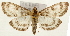  (Anania nsp nr.hortulata - Pyr001489)  @14 [ ] Copyright (2010) Unspecified Northwest Agriculture and Forest University