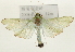  (Parotis sp. 3 ZY - Pyr001505)  @14 [ ] Copyright (2010) Unspecified Northwest Agriculture and Forest University