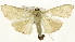  ( - Pyr001510)  @13 [ ] Copyright (2010) Unspecified Northwest Agriculture and Forest University