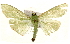  (Parotis sp. 4 ZY - Pyr001512)  @14 [ ] Copyright (2010) Unspecified Northwest Agriculture and Forest University