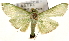 (Parotis sp. 5 ZY - Pyr001515)  @14 [ ] Copyright (2010) Unspecified Northwest Agriculture and Forest University