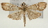  ( - Pyr001516)  @14 [ ] Copyright (2010) Unspecified Northwest Agriculture and Forest University