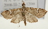  (Patania sp. 1 ZY - Pyr001517)  @14 [ ] Copyright (2010) Unspecified Northwest Agriculture and Forest University