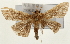  (Omiodes sp. 10 ZY - Pyr001520)  @13 [ ] Copyright (2010) Unspecified Northwest Agriculture and Forest University