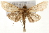  (Omiodes palliventralis - Pyr001523)  @13 [ ] Copyright (2010) Unspecified Northwest Agriculture and Forest University