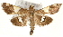  (Heterocnephes - Pyr001530)  @15 [ ] Copyright (2010) Unspecified Northwest Agriculture and Forest University
