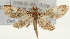  (Piletocera sp. 1 ZY - Pyr001567)  @14 [ ] Copyright (2010) Unspecified Northwest Agriculture and Forest University