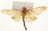  (Thliptoceras sp. 1CNPYD - Pyr001572)  @13 [ ] Copyright (2010) Unspecified Northwest Agriculture and Forest University