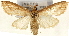  (Carminibotys - Pyr001597)  @14 [ ] Copyright (2010) Unspecified Northwest Agriculture and Forest University