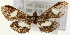  (Anania luctualis - Pyr001598)  @13 [ ] Copyright (2010) Unspecified Northwest Agriculture and Forest University