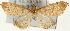 (Anania terrealis - Pyr001618)  @14 [ ] Copyright (2010) Unspecified Northwest Agriculture and Forest University
