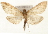  (Anania ocellalis - Pyr001624)  @14 [ ] Copyright (2010) Unspecified Northwest Agriculture and Forest University