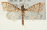  (Pyradena - Pyr001643)  @14 [ ] Copyright (2010) Unspecified Northwest Agriculture and Forest University