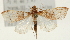  ( - Pyr001646)  @14 [ ] Copyright (2010) Unspecified Northwest Agriculture and Forest University
