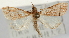  ( - Pyr001648)  @14 [ ] Copyright (2010) Unspecified Northwest Agriculture and Forest University