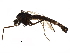  (Oliveridia - BIOUG16468-B06)  @13 [ ] CreativeCommons - Attribution (2015) CBG Photography Group Centre for Biodiversity Genomics