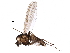  (Cricotopus sp. 21ES - BIOUG16656-A02)  @15 [ ] CreativeCommons - Attribution (2015) CBG Photography Group Centre for Biodiversity Genomics