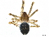  (Platnickina - BIOUG20386-A04)  @13 [ ] CreativeCommons - Attribution (2015) CBG Photography Group Centre for Biodiversity Genomics
