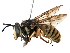  ( - BIOUG20835-H07)  @11 [ ] CreativeCommons - Attribution (2016) CBG Photography Group Centre for Biodiversity Genomics