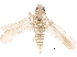  (Forcipata acclina - BIOUG21446-A07)  @14 [ ] CreativeCommons - Attribution (2015) CBG Photography Group Centre for Biodiversity Genomics