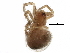  (Enoplognatha caricis - BIOUG21170-G06)  @14 [ ] CreativeCommons - Attribution (2016) CBG Photography Group Centre for Biodiversity Genomics