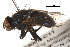  (Protocalliphora avium - BIOUG03098-C11)  @13 [ ] CreativeCommons - Attribution (2015) CBG Photography Group Centre for Biodiversity Genomics