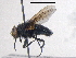  (Trypocalliphora - BIOUG03098-F05)  @14 [ ] CreativeCommons - Attribution (2012) CBG Photography Group Centre for Biodiversity Genomics