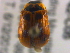  ( - BIOUG02742-C05)  @13 [ ] CreativeCommons - Attribution (2013) CBG Photography Group Centre for Biodiversity Genomics