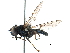 (Cheilosia rita - BIOUG03165-C07)  @14 [ ] CreativeCommons - Attribution (2016) CBG Photography Group Centre for Biodiversity Genomics