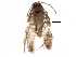  ( - BIOUG03169-C09)  @13 [ ] CreativeCommons - Attribution (2015) CBG Photography Group Centre for Biodiversity Genomics
