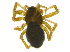  (Diplocephalus subrostratus - BIOUG03420-A10)  @13 [ ] CreativeCommons - Attribution (2012) CBG Photography Group Centre for Biodiversity Genomics