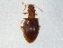  ( - BIOUG03006-F03)  @13 [ ] CreativeCommons - Attribution (2012) CBG Photography Group Centre for Biodiversity Genomics