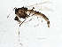  (Cricotopus sp. 25ES - BIOUG03110-D07)  @14 [ ] CreativeCommons - Attribution (2013) CBG Photography Group Centre for Biodiversity Genomics