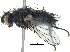  (Pelatachinini - BIOUG03230-D11)  @15 [ ] CreativeCommons - Attribution (2015) CBG Photography Group Centre for Biodiversity Genomics