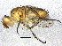  (Siphona lutea - BIOUG03351-F09)  @13 [ ] CreativeCommons - Attribution (2014) CBG Photography Group Centre for Biodiversity Genomics