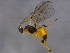  ( - BIOUG03391-B06)  @12 [ ] CreativeCommons - Attribution (2012) CBG Photography Group Centre for Biodiversity Genomics