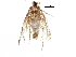  ( - BIOUG03431-A05)  @12 [ ] CreativeCommons - Attribution (2015) CBG Photography Group Centre for Biodiversity Genomics