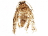  ( - BIOUG03431-A11)  @13 [ ] CreativeCommons - Attribution (2015) CBG Photography Group Centre for Biodiversity Genomics